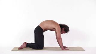 DIE KATZE – MARJARI ASANA