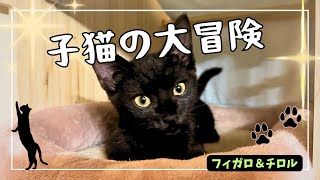 【猫】子猫の大冒険！#cat #cute #ねこ #ネコ #猫動画 #猫好き #ねこのいる生活 #猫のいる暮らし #子猫 #保護猫 #ペット#動物