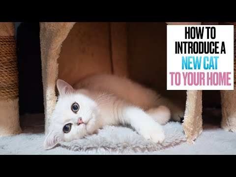 How to Introduce a New Cat to Your Home