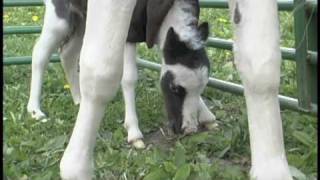 preview picture of video 'Einstein Shares His World  At Two Weeks Old'