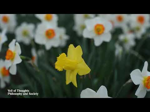 Alan Watts | Philosophy & Society | Veil of Thoughts Part 1 (full)