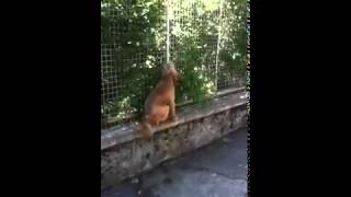 Download lagu ▶ Cea mai tare faza cu caini   YouTube mp3 Download lagu ▶ Cea mai tare faza cu caini   YouTube mp3