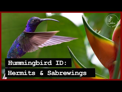 Identifying Costa Rican HUMMINGBIRDS | Part I: Hermits & Sabrewings