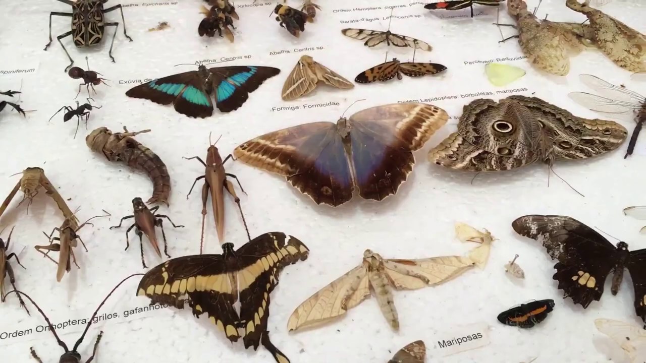 Técnica de Coleta de Mariposas e Borboletas - Lepidópteros