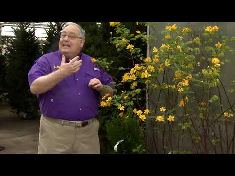 download lagu mp3 mp4 Rhododendron Golden Wonder, download lagu Rhododendron Golden Wonder gratis, unduh video klip Rhododendron Golden Wonder