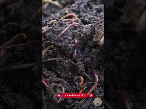 Schluss mit dem Aufräumwahn: Warum ein "unordentlicher" Garten ökologisch wertvoller ist