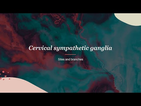 Cervical sympathetic ganglia