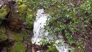 little waterfall just up the road from fisherman's point @ Shastadam 3-14-2023