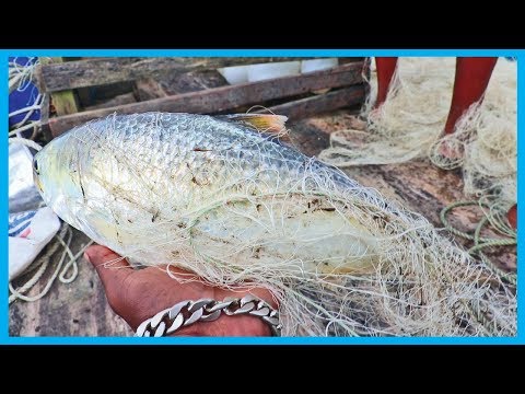 Amazing Fast Hilsa Fishing Skill (PART 81) - Catching Hilsa Fish Big in the River