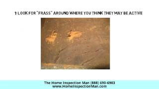 Home Tips Inspecting For Powder Post Beetles Plainfield IL