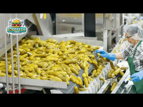 How Pickles are Made in a Factory | The Daily Transformation of Millions of Cucumbers