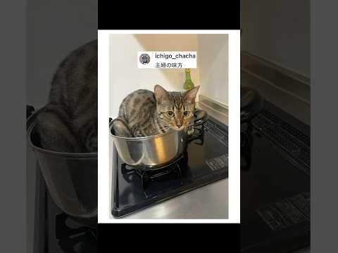 料理をさせない猫が可愛すぎたｗｗｗ