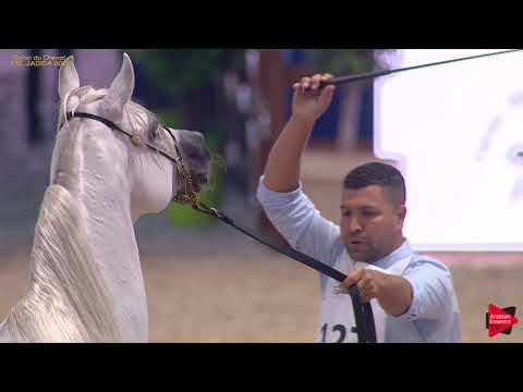 N 127 ESPRESSIVO MAMS   Salon du Cheval d'El Jadida class A show   4 6 Years Old Stallions Class 9