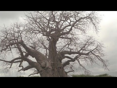 Užasna hrana stanovnika Džehennema / Zekkum