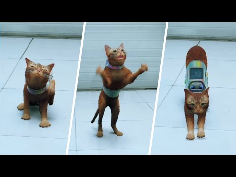 Stray - Idle Animations