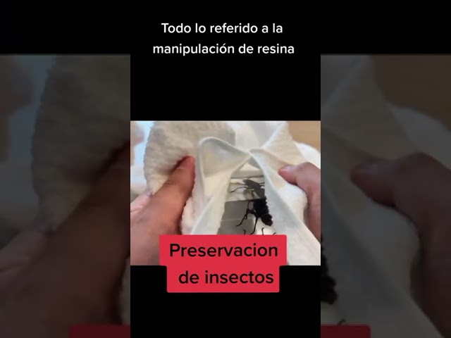 Vídeo relacionado con HOOWIFFY Decoración Paleontológica Fósil de Insecto Resistente y Delicado para Uso en Enseñanza Científica y Colección Decorativa