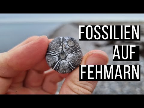 Fehmarn - Das Fossilienparadies
