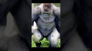 Download lagu Huge Silverback Gorilla Running Uprightπ¦π¨γ#gorilla #silverback #shabani mp3 Download lagu Huge Silverback Gorilla Running Uprightπ¦π¨γ#gorilla #silverback #shabani mp3