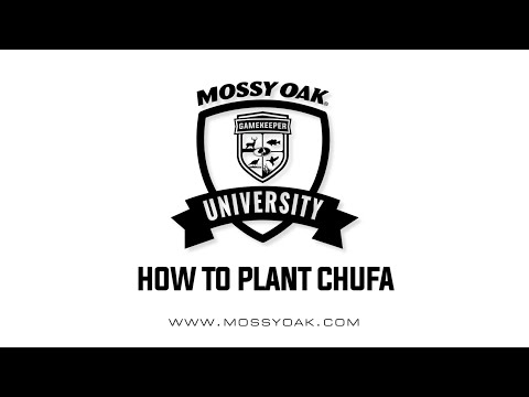 YouTube video about: Can you plant chufa and clover together?