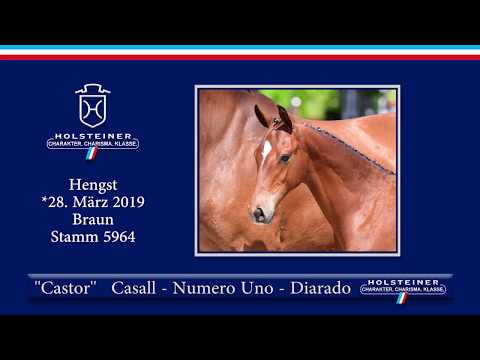 Holsteiner Elite-Fohlenauktion 2019 - Nr. 06 Castor v. Casall-Numero Uno