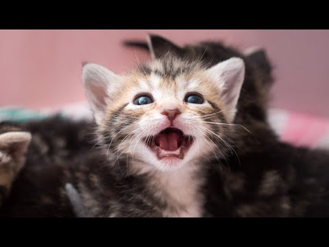Epic Battle of the Tabbies: 4 Week Old Kittens Learn to Play