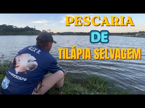 Pesca de tilápia no lago de fernandes pinheiro/pr