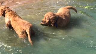 Puppies Swimming - Part 2