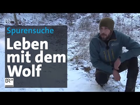 Das Leben mit dem Wolf im Veldensteiner Forst | BR24
