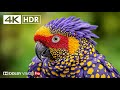 Amazing Planet Earth 4K 60FPS HDR Video Dolby Vision