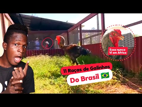 11 Principais Raças de galinhas do Brasil 🇧🇷 Áfricano Reagindo