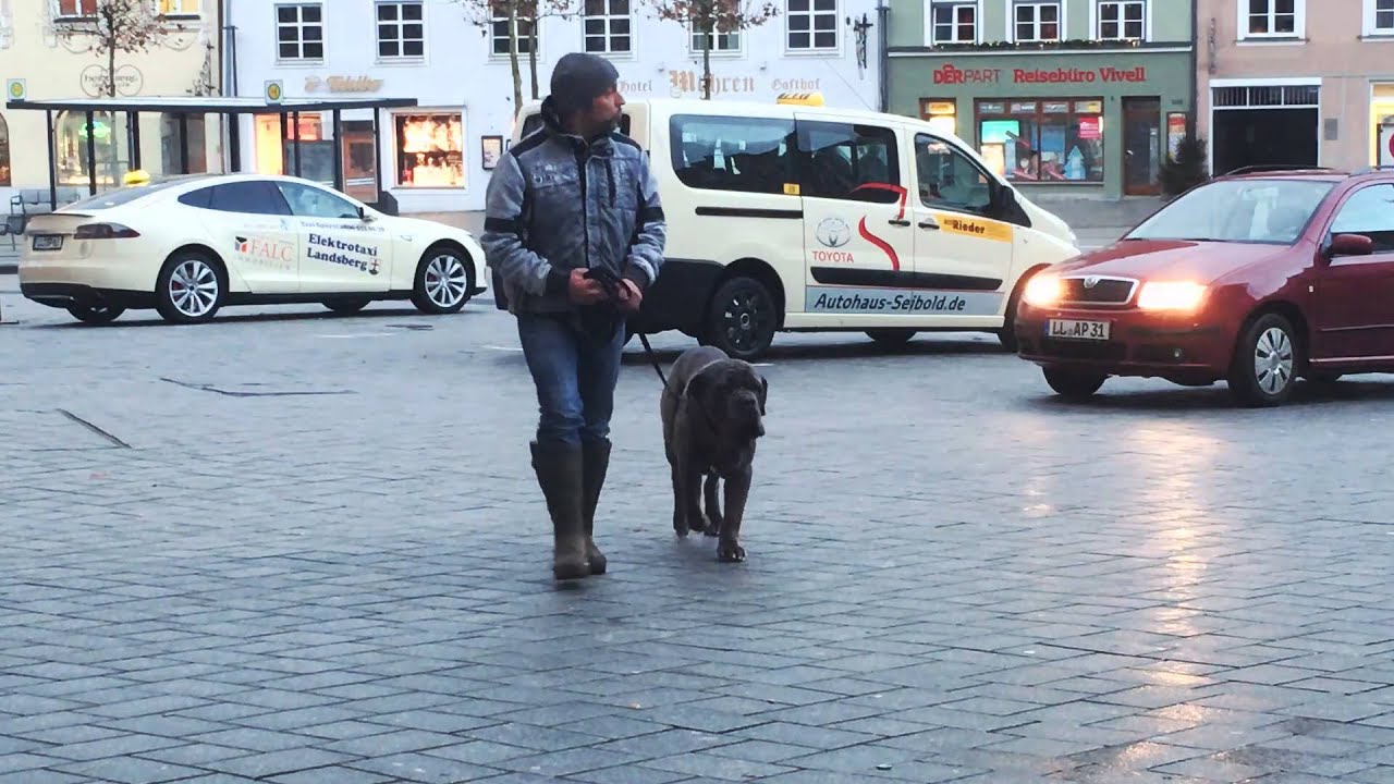 Hundeschule München: "Kraftpaket Mastino - ein Fallbeispiel"
