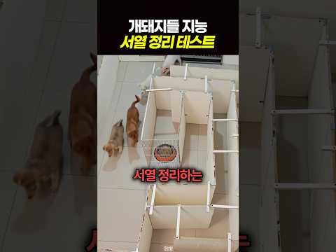 개돼지들 지능 서열 정리 테스트