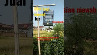 Download lagu burung kacer suara hutan mp3