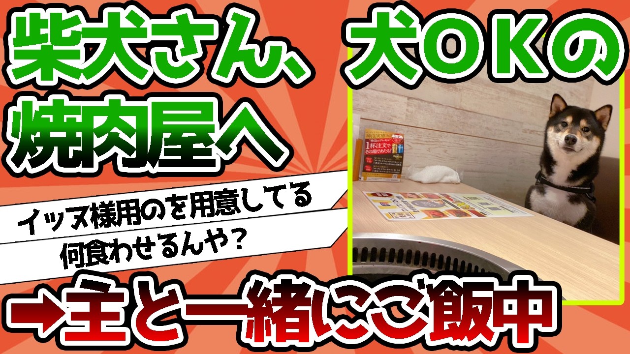 【2ch動物スレ】柴犬さん、犬ＯＫの焼肉屋へ連れて行ってもらうｗｗｗｗ