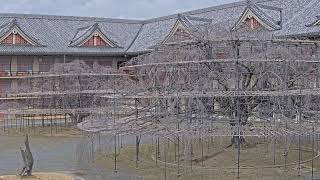 【LIVE配信】天理のシダレザクラ