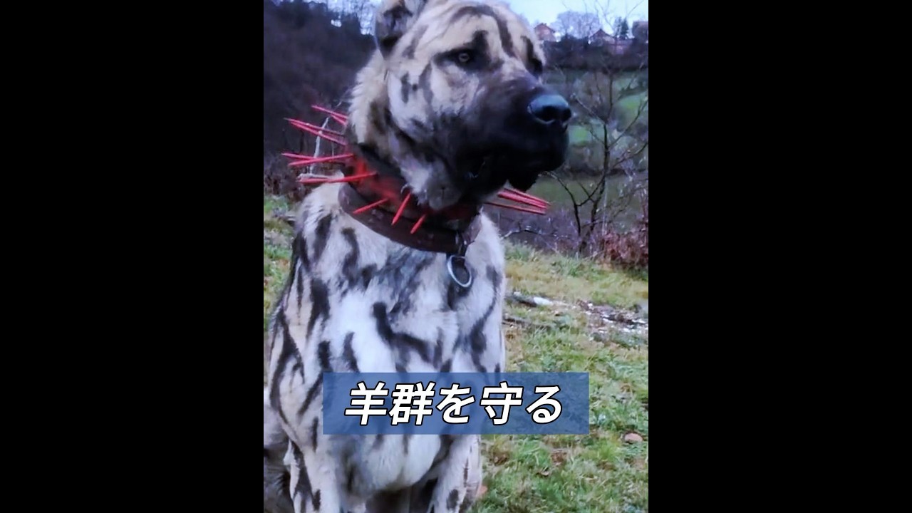 羊保護戦争 #animals #動物プロダクション #動物