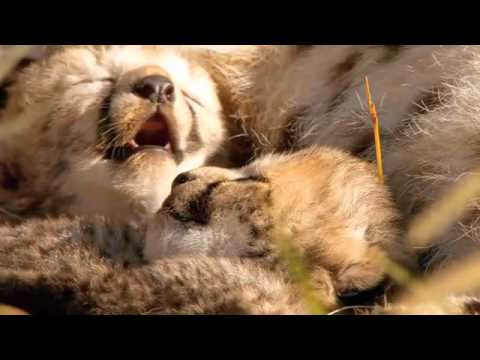 African Cats (Featurette 5)