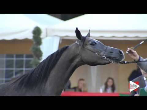 N.79 NUR BY ANADIR - Arezzo 2015 - 2 year old fillies (Class 8A)