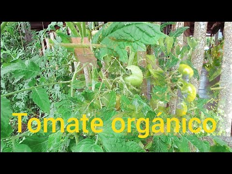 , title : 'Cultivo de tomates en el patio de tu casa/ tomate orgánico'