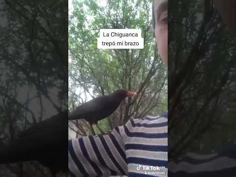 La Chiguanca trepó mi brazo!!!Los Molles.San Luis.Argentina. #pajaro #aves #naturaleza #viral #fauna
