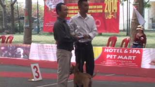 Dogshow lần 1 của CLB SVKC 4