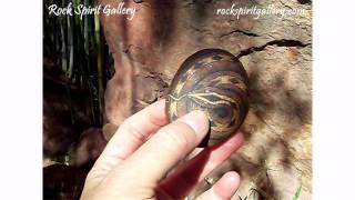 Snake 1: The Golden Shaman