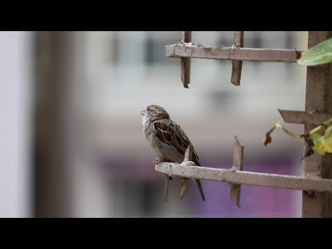 Song of House Sparrow
