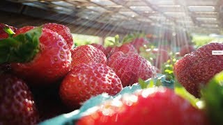 Amish Picking Home-Grown Strawberries at Kissel Hill Fruit Farm