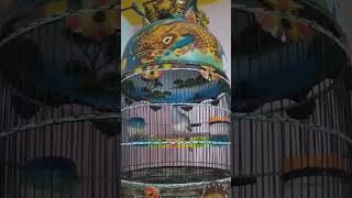 Download lagu Perkutut bankok 1 milyar mp3