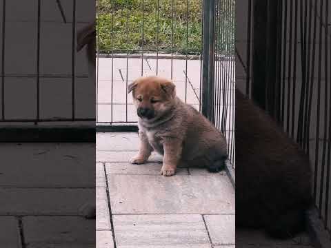 Shiba Inu puppy for sale