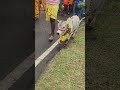 Jallikattu