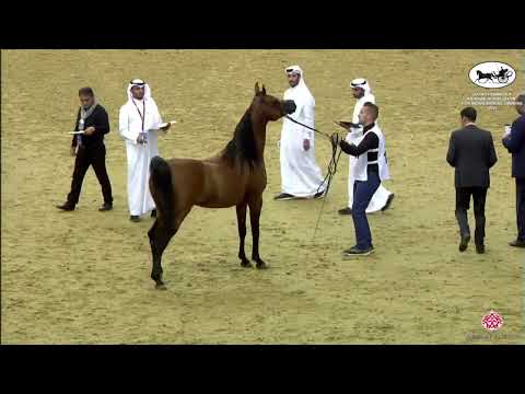N198 ASAYEL RASHIQ - Qatar Peninsula AHS Individual Owners 2022 - Stallions 7+ Years Old (Class 11)