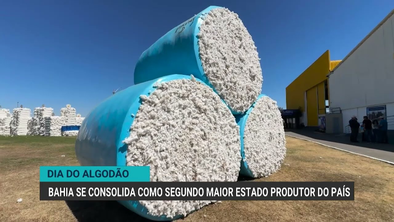 Dia do Algodão destaca força da produção na Bahia