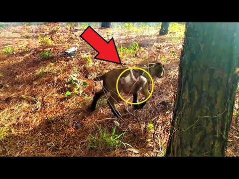 Pasterz zauważył KOZĘ, na której grzbiecie ktoś siedział! ZDZIWIŁ SIĘ, gdy zdał sobie sprawę, co to!